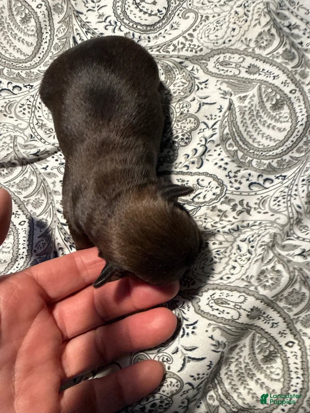 Brussels Griffon dogs for sale: Brussels Griffon Puppy 1 - Ad 1