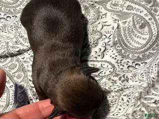 Brussels Griffon dogs Brussels Griffon Puppy 1 - Ad 6