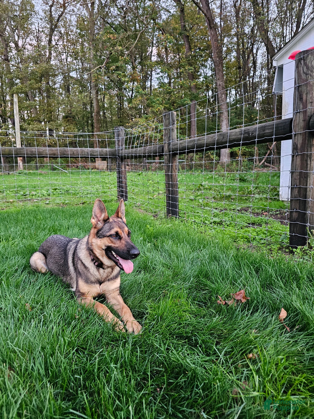 German Shepherd dogs for sale: Hunter  - Ad 5