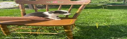 Welsh Corgi Pembroke dogs for sale: Darla - Ad 4