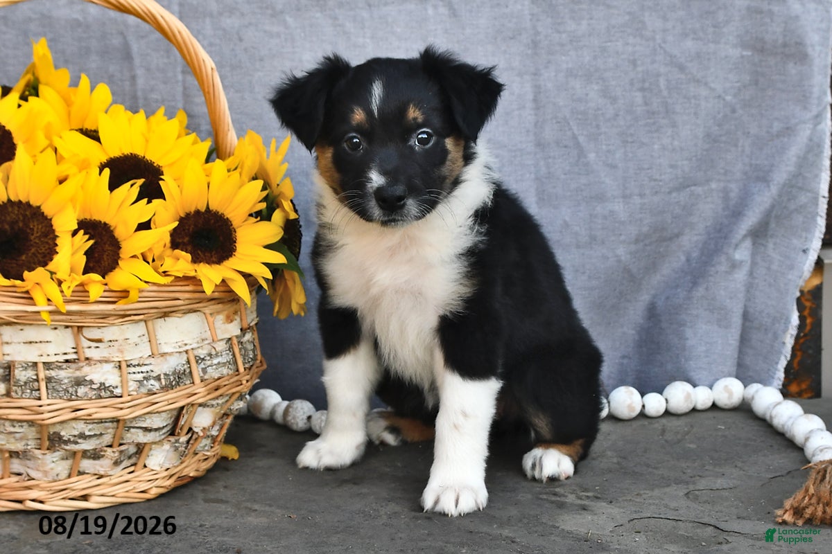 Australian Shepherd dogs Tina - Ad 2