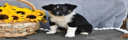 Australian Shepherd dogs for sale: Tina - Ad 2