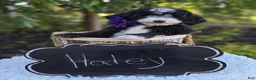 Sheepadoodle dogs for sale: Haley - Ad 4