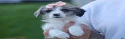 Corgipoo dogs for sale: NAOMI - Ad 13