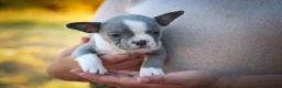 Frenchton dogs for sale: Pumpkin 🎃 - Ad 10