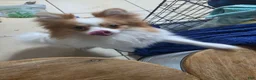 Pomeranian dogs for sale: Kaiser - Ad 3