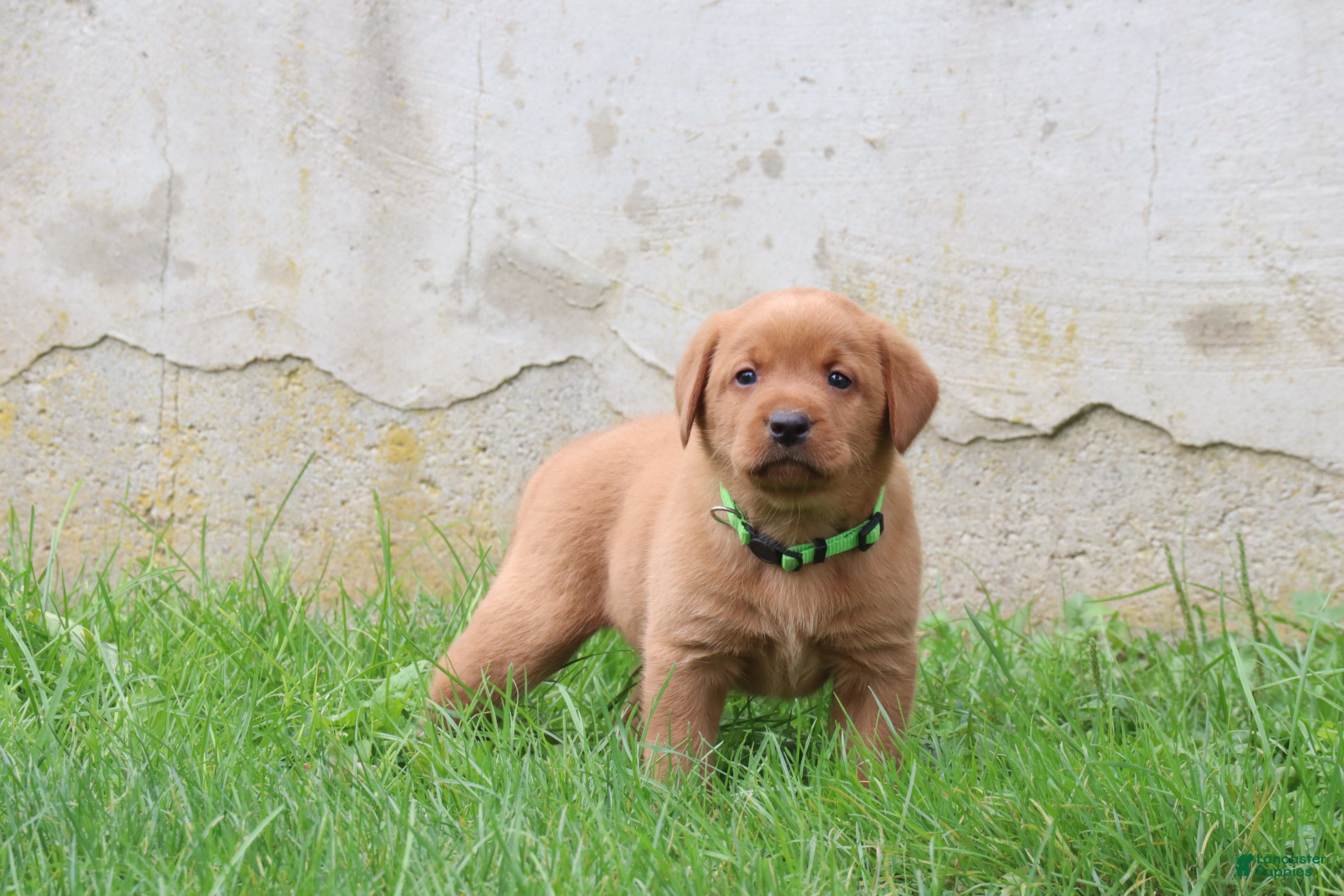 Rusty (Labrador, Male) in Bernville, PA