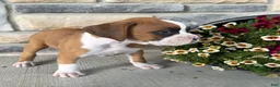 Boxer dogs for sale: Dan - Ad 4
