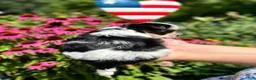 Biewer Terrier dogs for sale: Biewer Terrier 2 - Ad 10