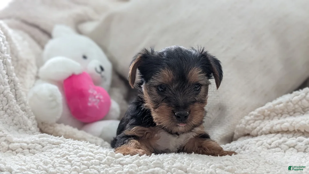 Yorkshire Terrier dogs for sale: Angel - Ad 9