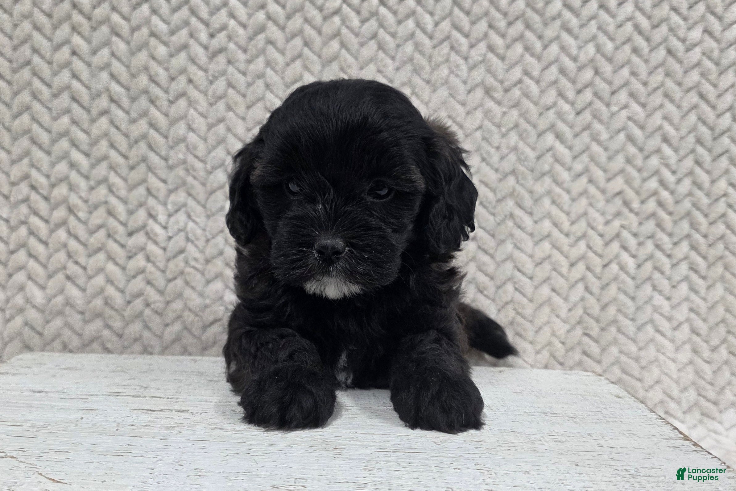 Shihpoo dogs Blossom - Ad 1