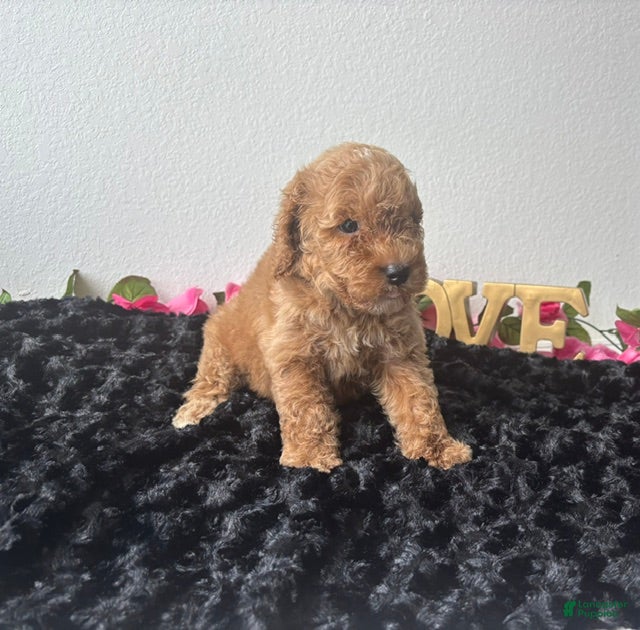 Mini Goldendoodle dogs Brody - Ad 25