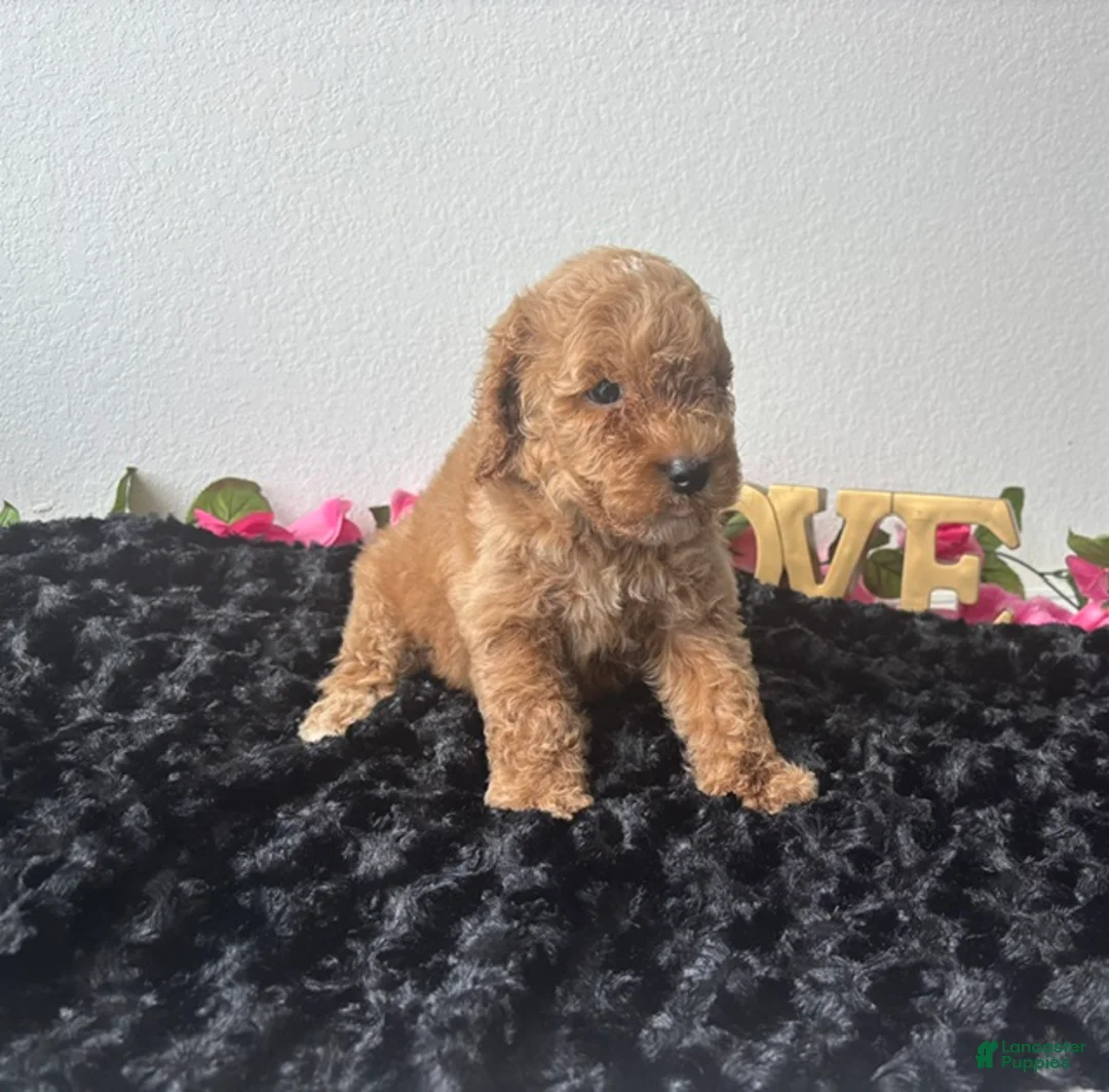Mini Goldendoodle dogs for sale: Brody - Ad 1