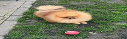 Pomeranian dogs for sale: Max - Ad 20