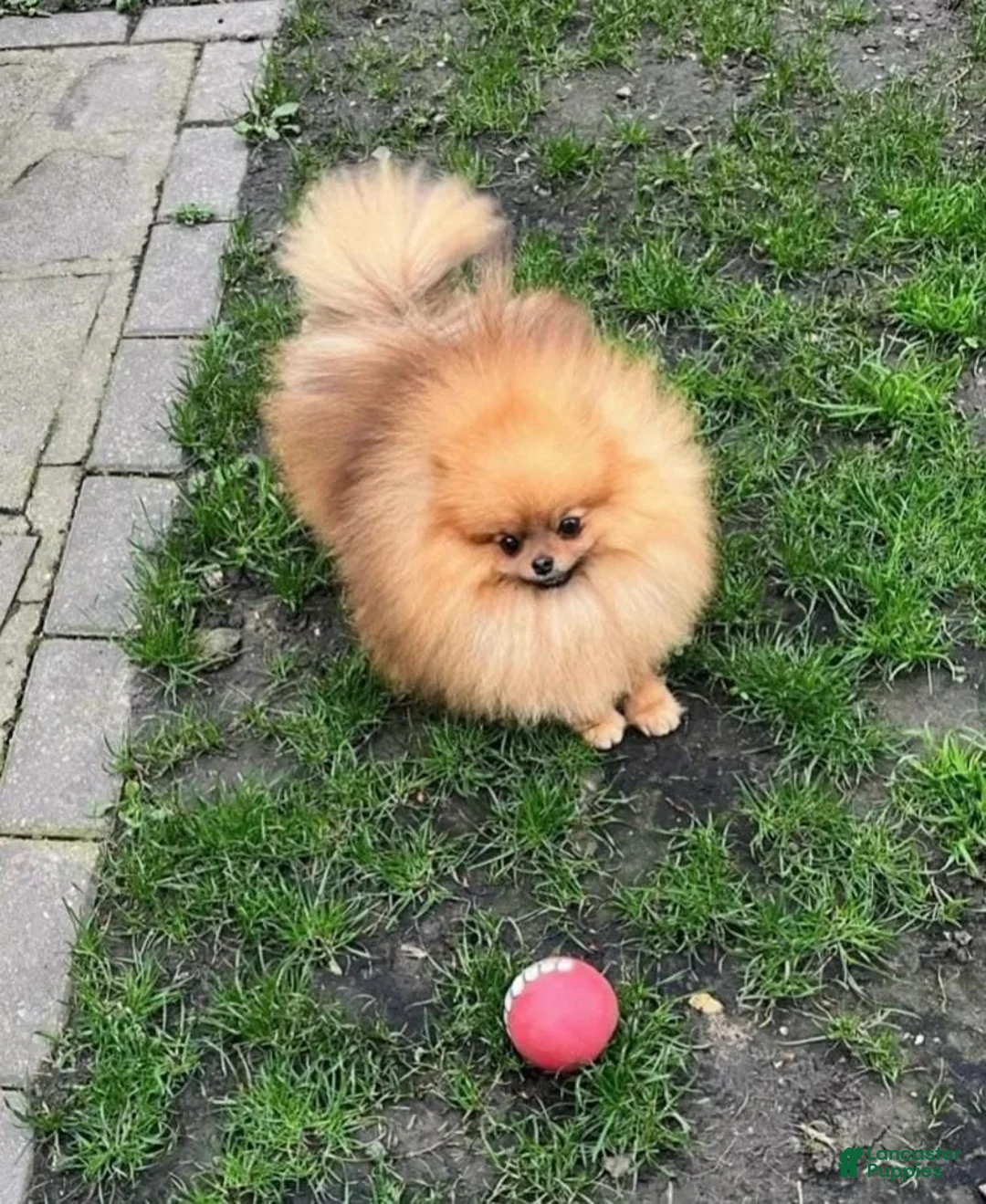 Pomeranian dogs for sale: Max - Ad 20