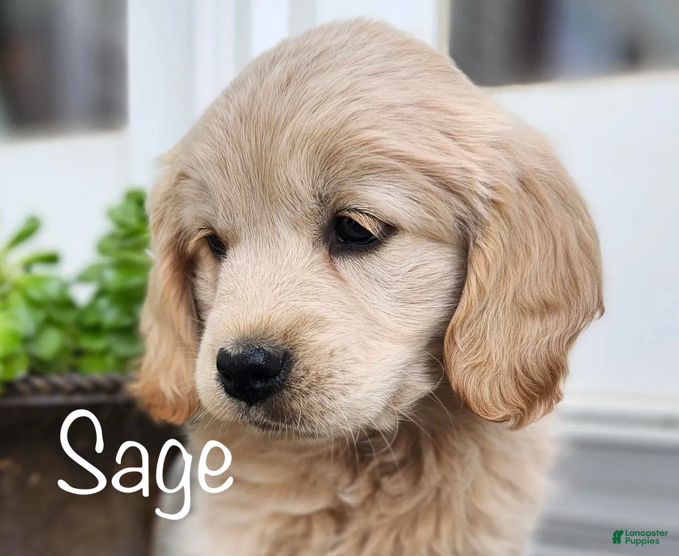 Mixed Breed dogs Sage - Ad 9