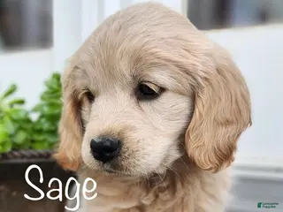 Mixed Breed dogs Sage - Ad 9