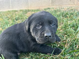 Labrador Retriever dogs Labrador Retriever Puppy 6 - Ad 30
