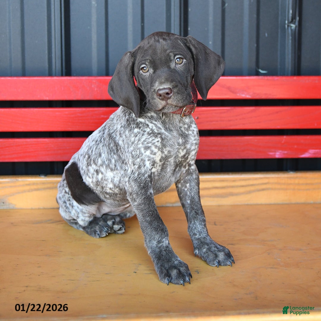German Shorthaired Pointer dogs for sale: Rose  - Ad 2