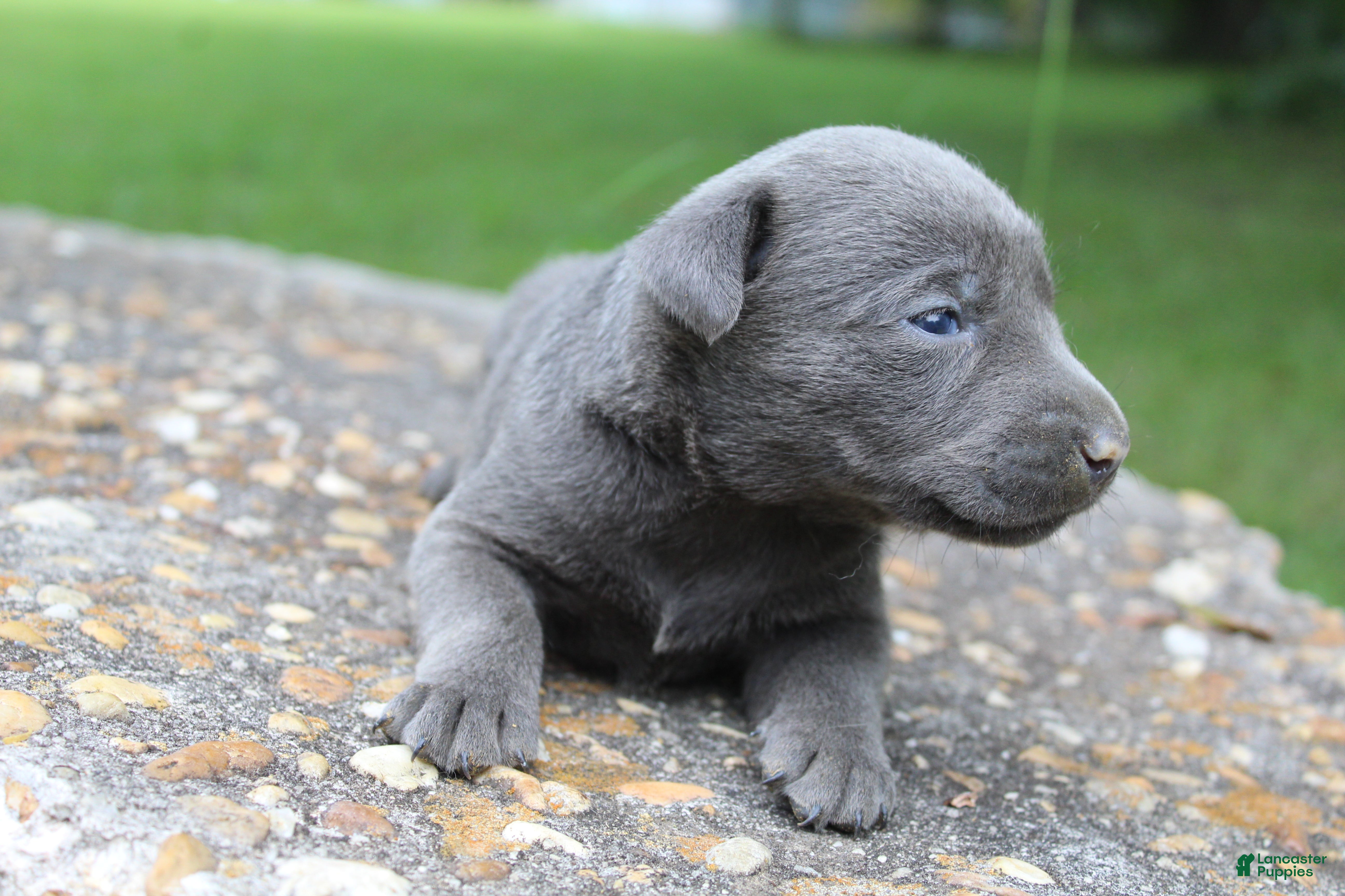 Labrador Retriever dogs Axel - Ad 2