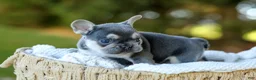 French Bulldog dogs for sale: Denver - Blue & Tan - Ad 13