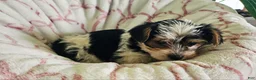 Yorkshire Terrier dogs for sale: Twinkle  - Ad 8