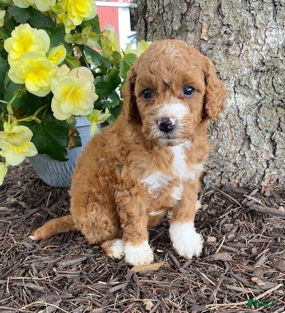 Mini Goldendoodle dogs Ember- mini/ petite - Ad 1