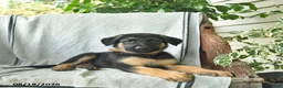 German Shepherd dogs for sale: Gunner  - Ad 3