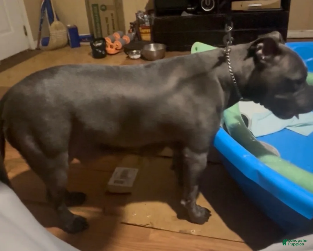 Mixed Breed dogs for sale: AptXamstaff - Ad 2