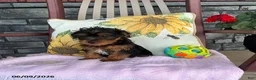 Yorkiepoo dogs for sale: Banjo - Ad 12