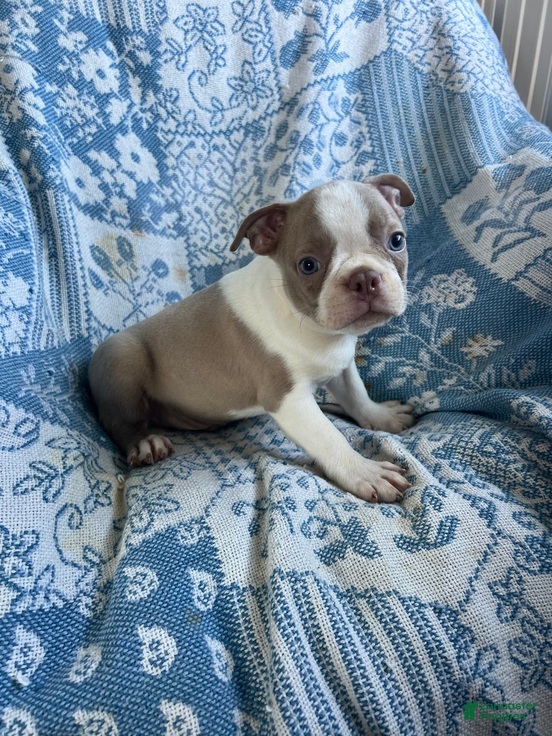Boston Terrier dogs for sale: Carson - Ad 5