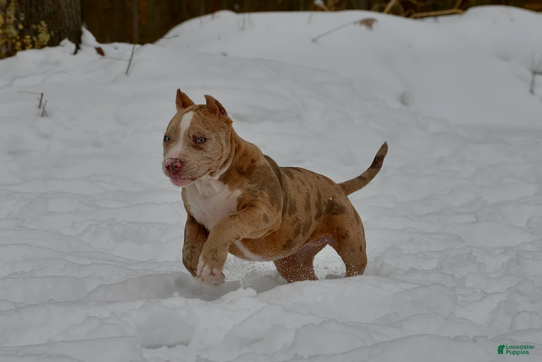 American Bully dogs for sale: American Bully Puppy 1 - Ad 5