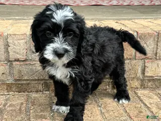 Mixed Breed dogs Nova - Ad 28