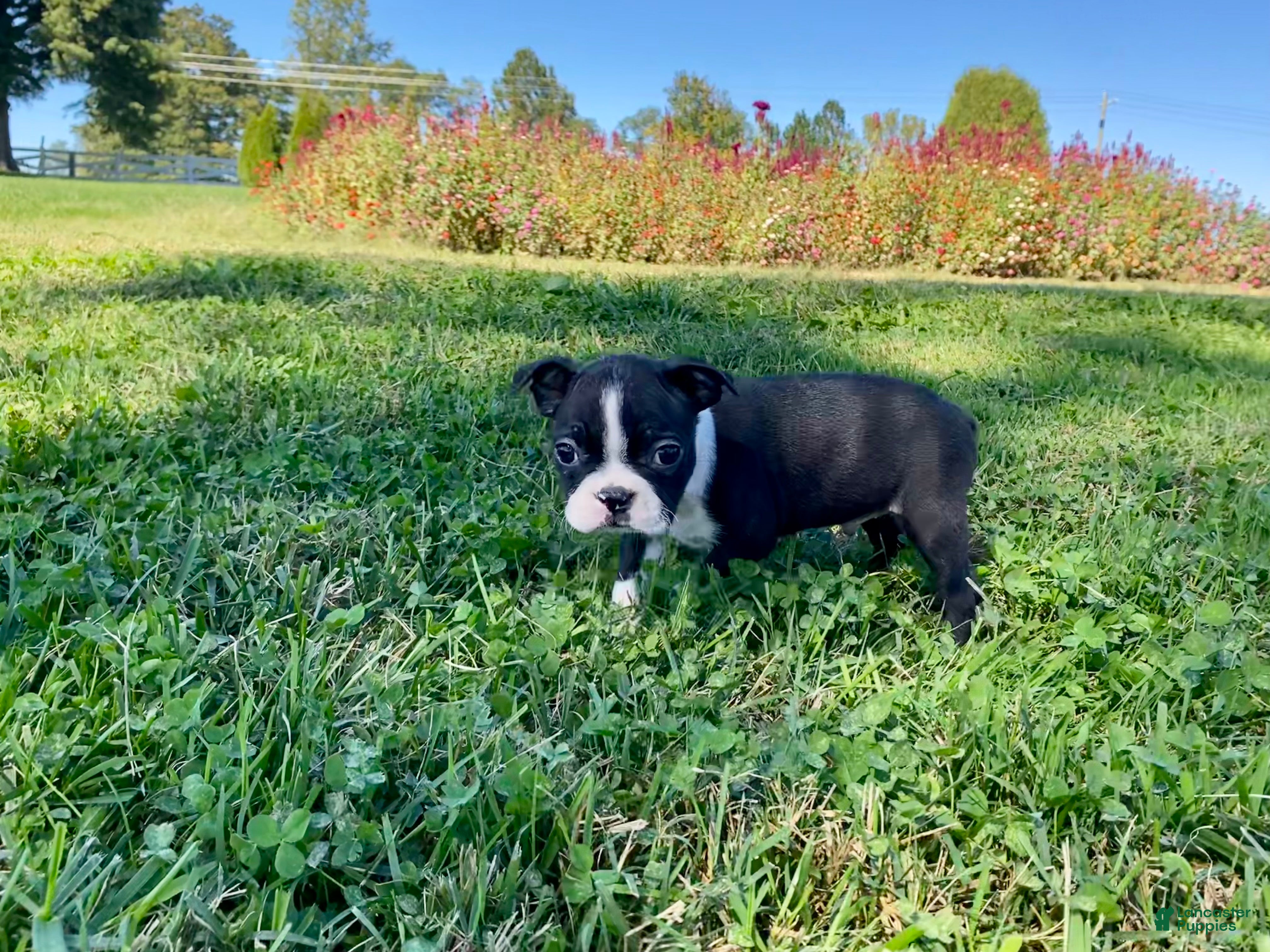 Boston Terrier dogs Dakota - Ad 2