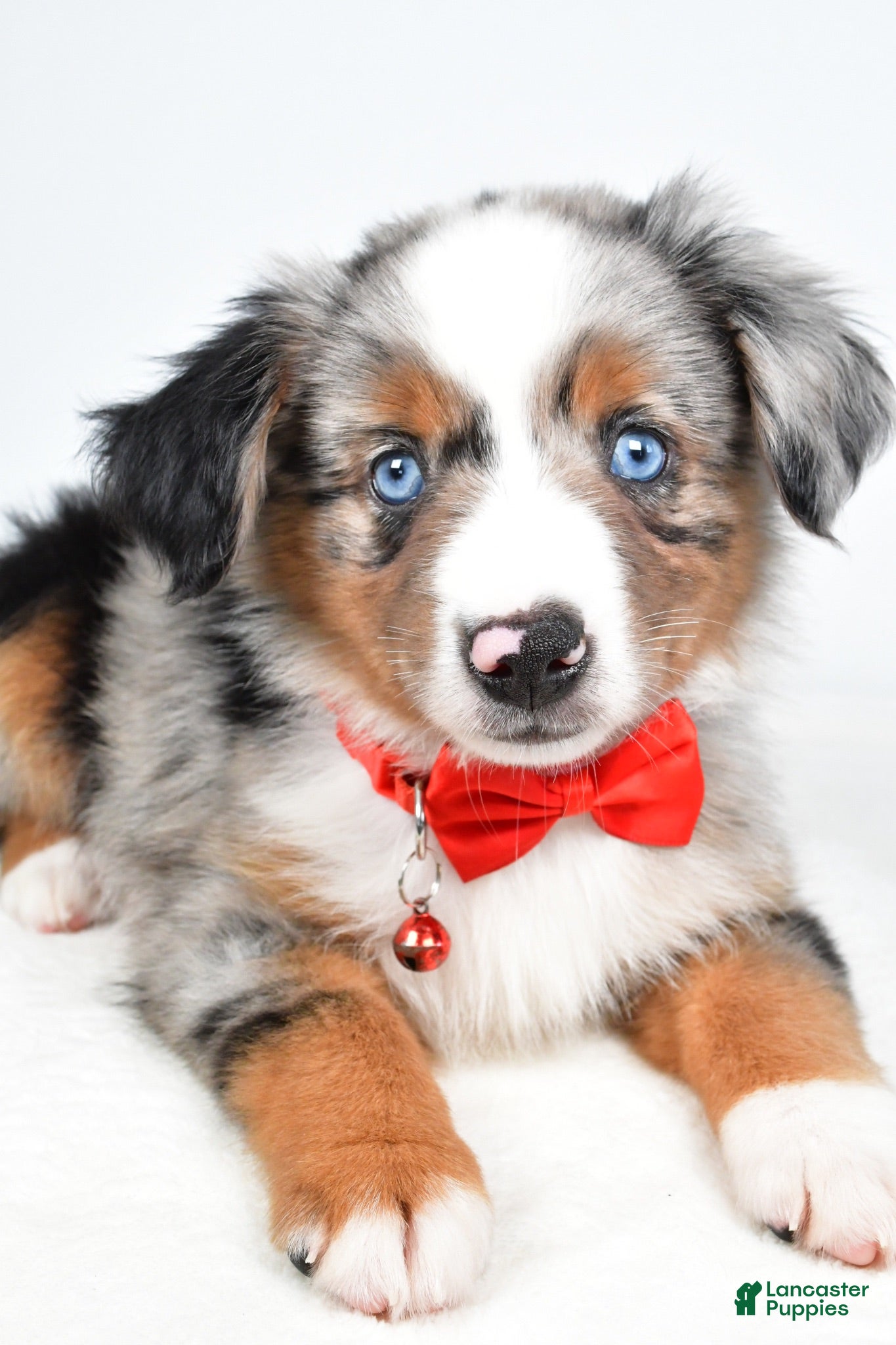 Miniature Australian Shepherd dogs Marshall - Ad 2