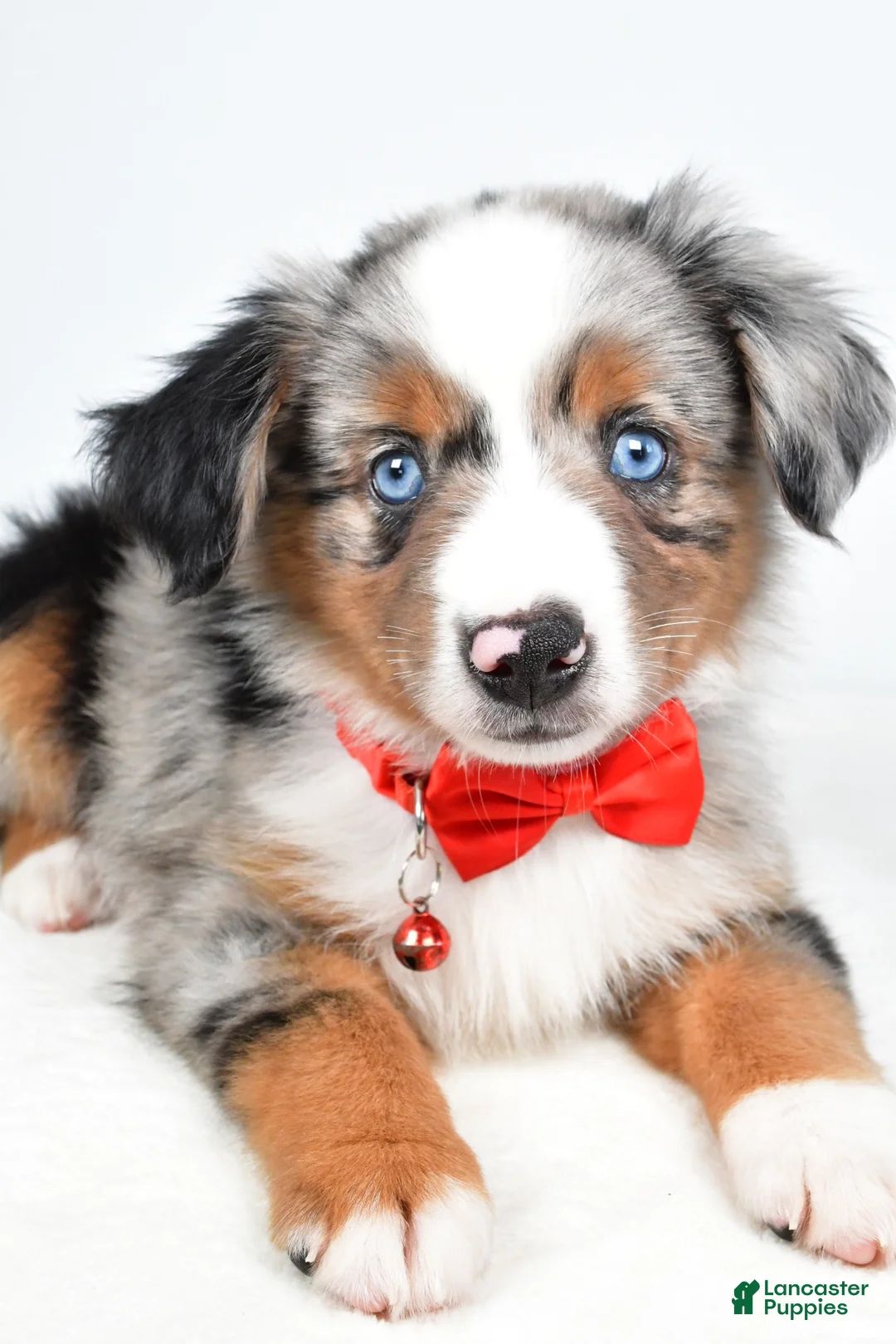 Miniature Australian Shepherd dogs for sale: Marshall - Ad 2