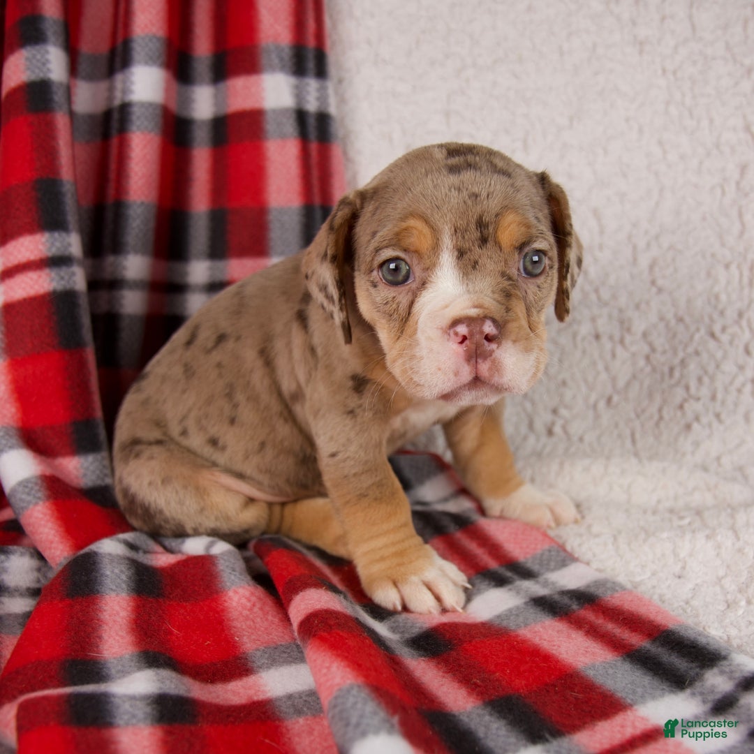 Mixed Breed dogs for sale: Noel - Ad 3