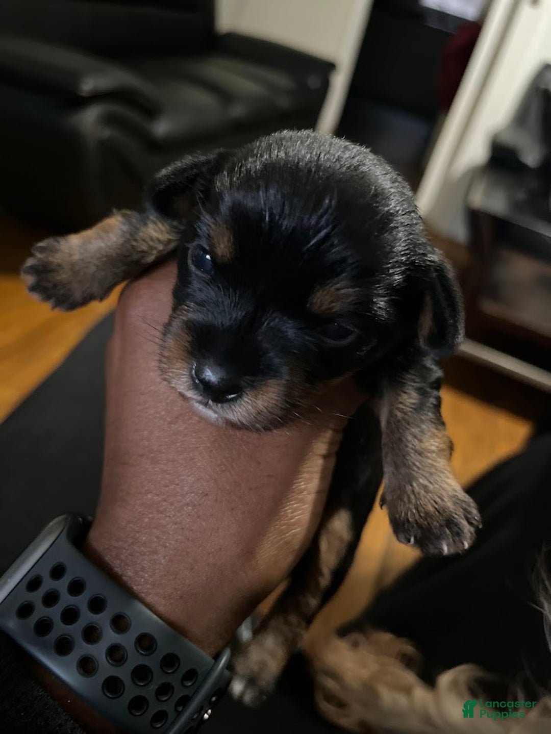 Yorkiepoo dogs for sale: Yorkiepoo Puppy 1 (Cinco) - Ad 2