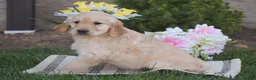 Golden Retriever dogs for sale: Millie - Ad 2