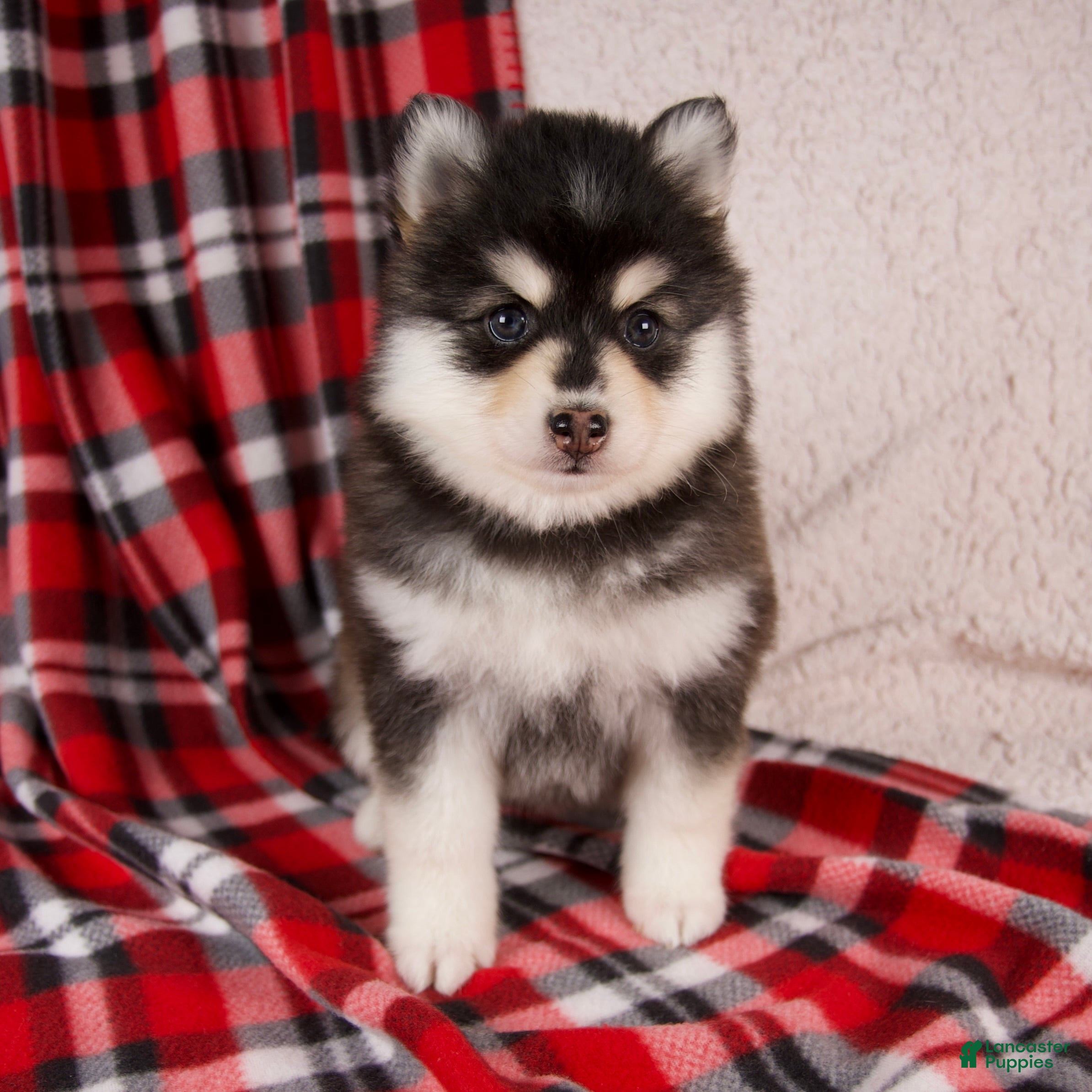 Pomsky dogs Joy - Ad 2