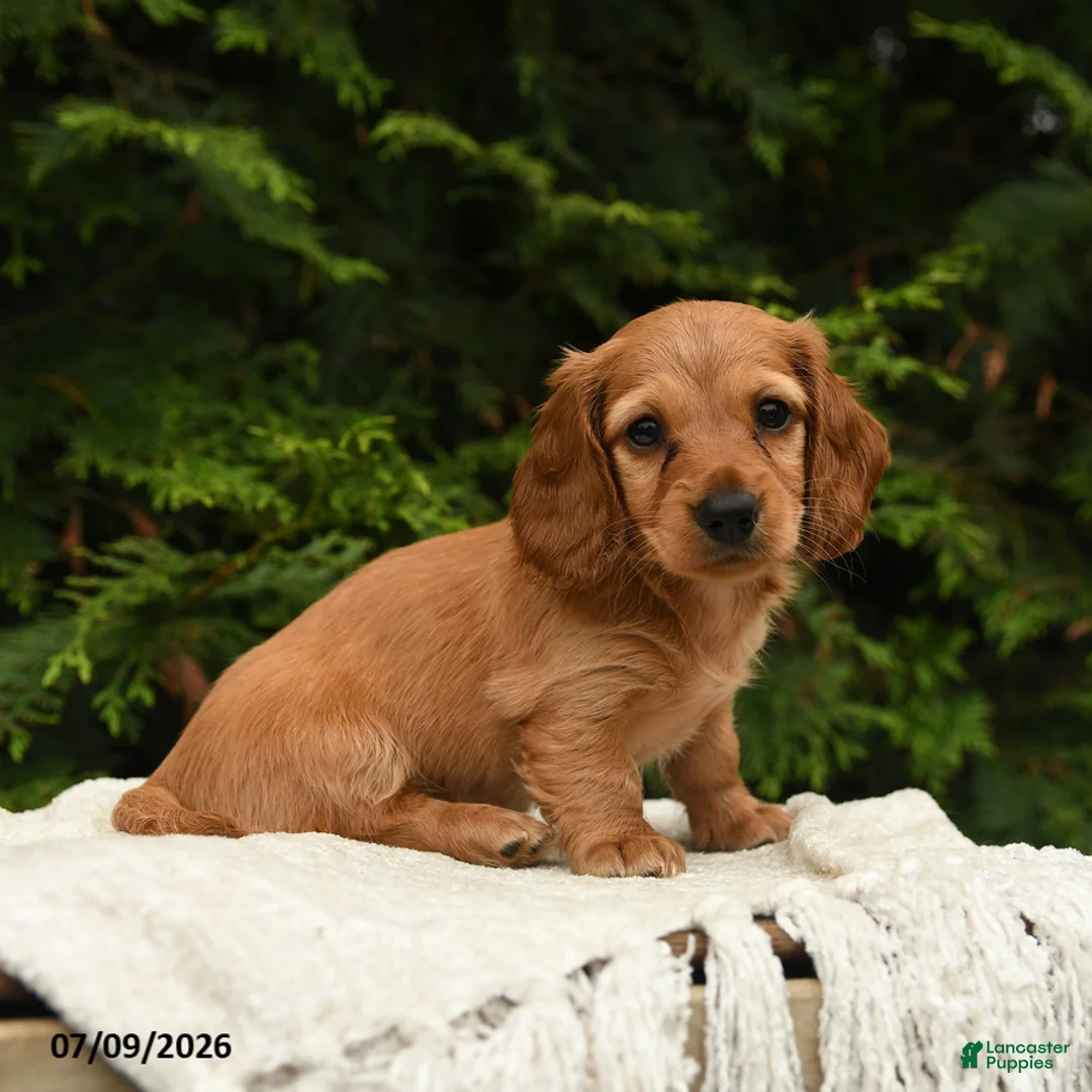 Miniature Dachshund dogs for sale: Halo - Ad 1