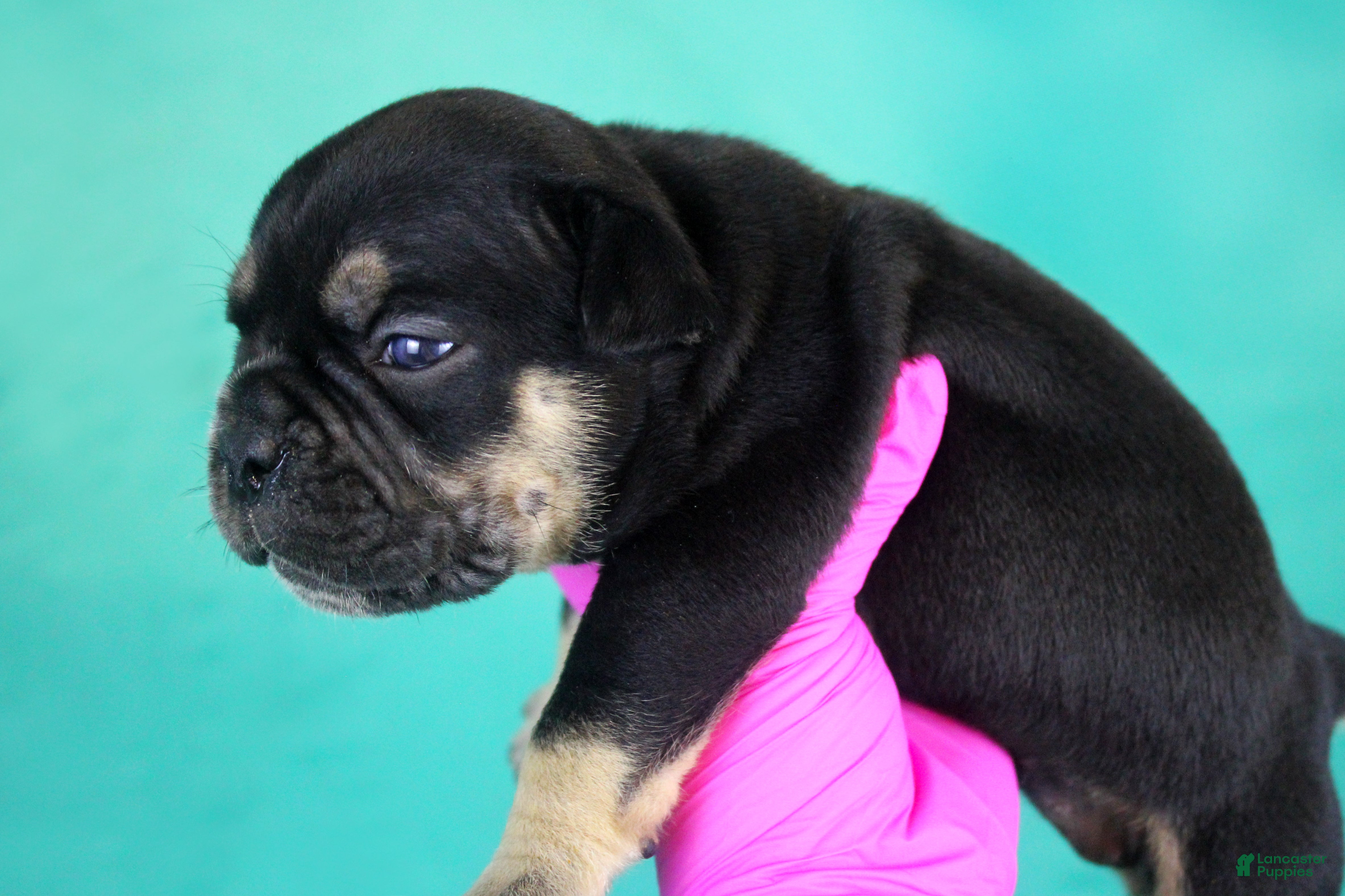 American Bully dogs Black Tri Female - Ad 2