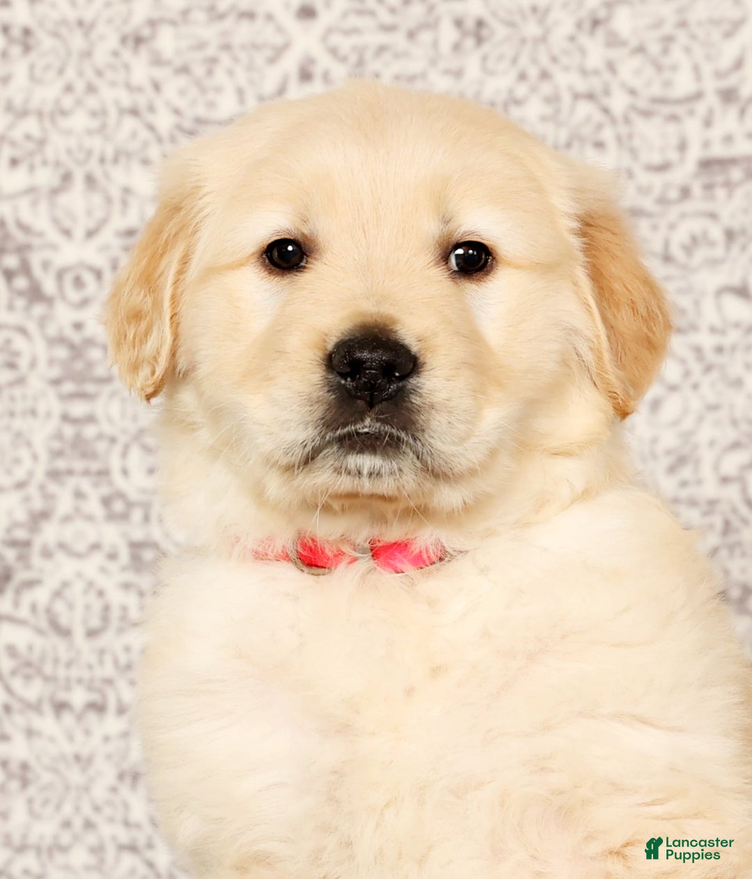 Golden Retriever dogs for sale: Bruno - Ad 9