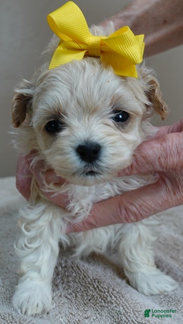 Maltipoo dogs Niko TEACUP 1 lb 2 ozs - Ad 5