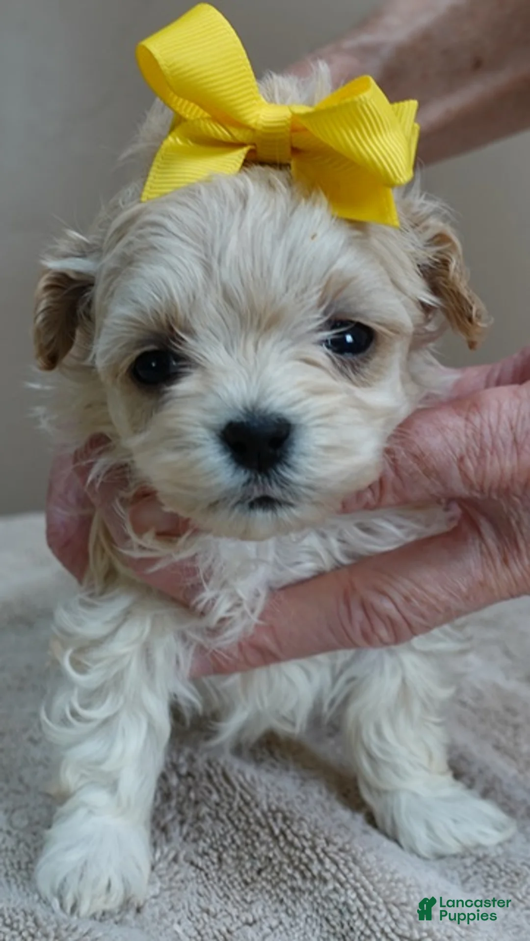 Maltipoo dogs for sale: Niko TEACUP 1 lb 2 ozs - Ad 1