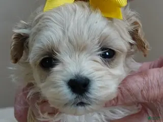 Maltipoo dogs Niko TEACUP 1 lb 2 ozs - Ad 11