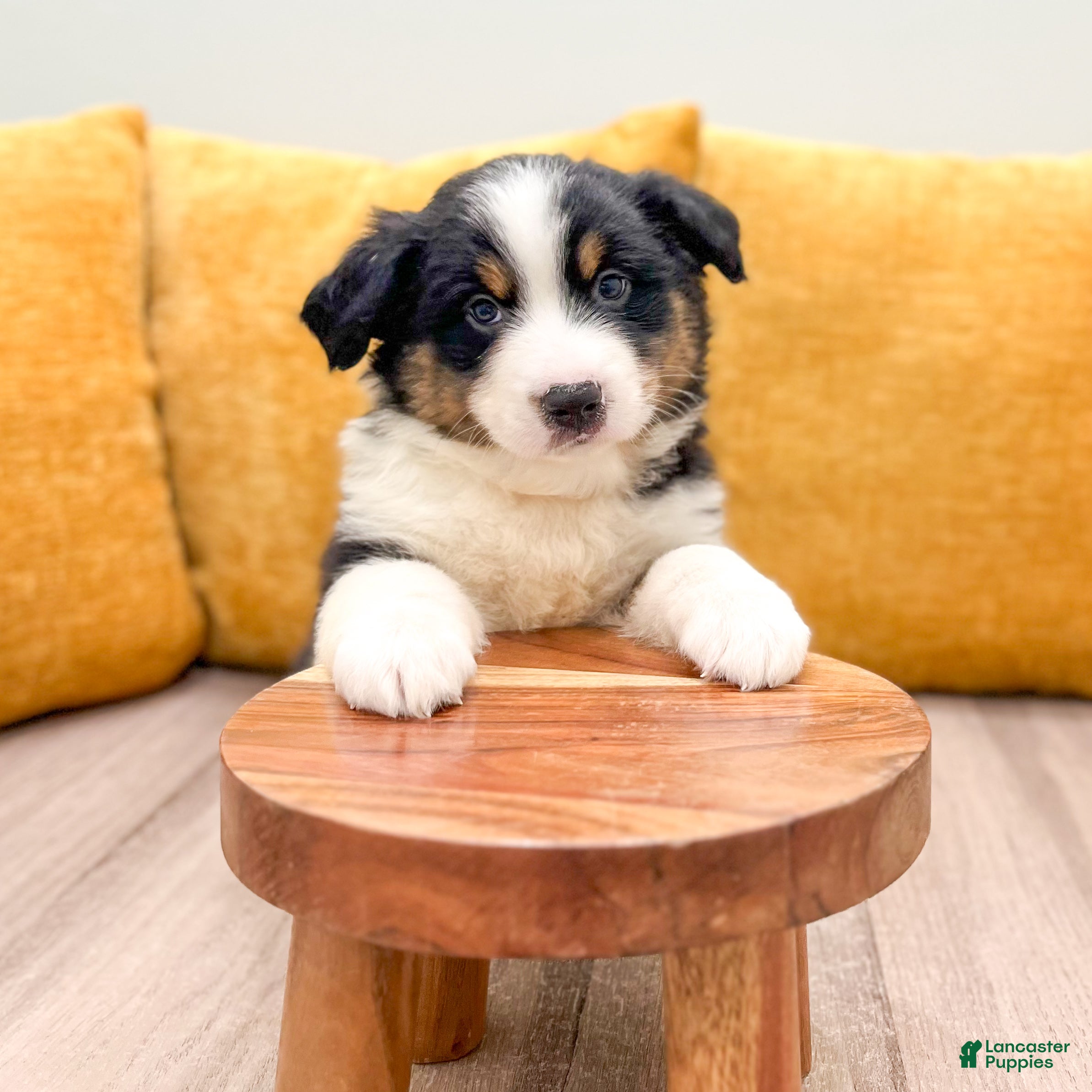 Miniature Australian Shepherd dogs Tommy - Ad 2
