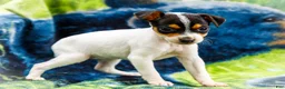 Mixed Breed dogs for sale: Taley - Ad 3