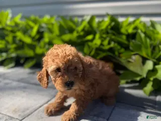 Mini Goldendoodle dogs Mini Goldendoodle Puppy 3 - Ad 8