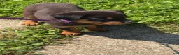 Rottweiler dogs for sale:  DD  - Ad 2